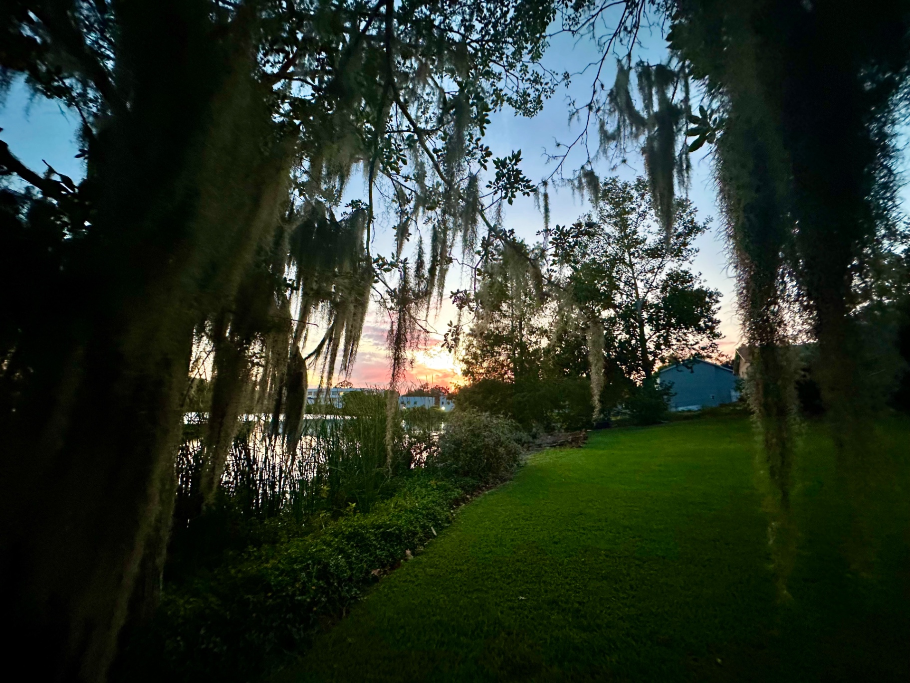Sunset over the lake at Berry House, seen through oaks draped in Spanish moss from the lawn
